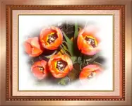 Tomi1.webp