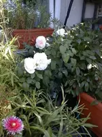 Wien1.webp