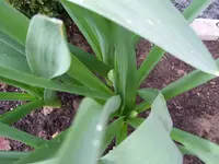 allium.webp