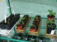 sonnenhut-tomaten-div.webp