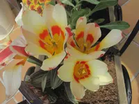 001.webp