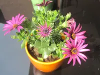 003.webp