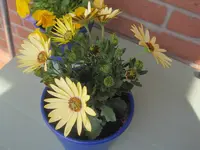 005.webp