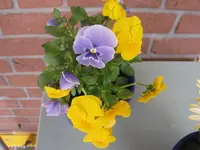 007.webp