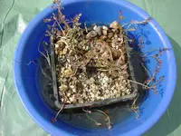 DSC04135.webp