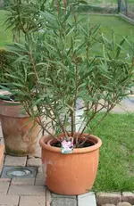 besagter Oleander.webp