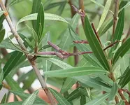 kleine Schoten am Oleander_klein.webp