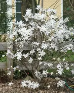 Sternmagnolie.webp