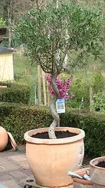 Olivenbaum_klein.webp