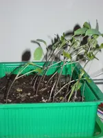 IMGP3940.webp