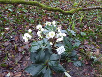 P1060589Schneerose Ice N Roses white.JPG