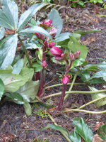 P1060604Schneerose Early Red.JPG