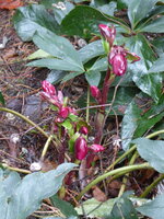 P1060605Schneerose Early Red.JPG