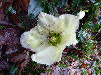 P1060629Schneerose Linn.JPG