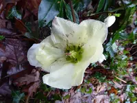 P1060629Schneerose Linn.webp