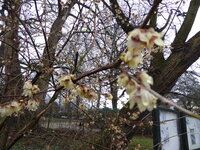 P1060587Chinesische Winterblüte.JPG