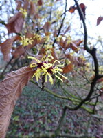 P1060592Lichtmess Zaubernuss.JPG