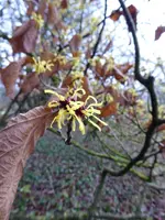 P1060592Lichtmess Zaubernuss.webp