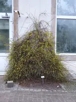 P1060593Winterjasmin.webp