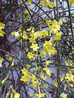 P1060594Winterjasmin.JPG