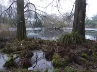 P1060634Münsters Mangrovenwald.webp