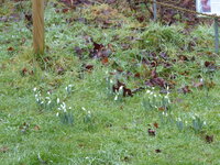 P1060638Galanthus elwesii.JPG