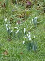 P1060639Galanthus elwesii.JPG