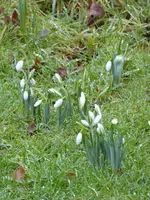 P1060639Galanthus elwesii.webp