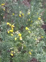 P1060641Stechginster.webp