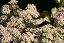 Rosenkäfer 0121.webp