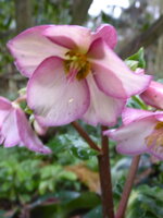 P1060601Schneerose Early rose.JPG