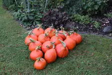 Kürbisernte 0224.webp