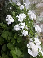20250118_130147.webp