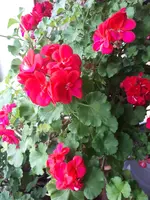 20250118_130156.webp