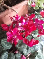 20250118_130224.webp
