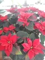 20250118_130307.webp