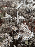 IMG_3941.jpeg