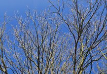 IMG-20250119-WA0003.jpg