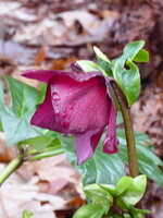 P1060630Schneerose Leonna.JPG