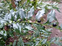 P1060611Duftende Schattenblume.webp