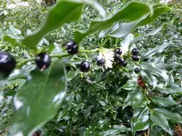 P1060613Duftende Schattenblume.webp