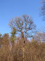 P1060690.webp
