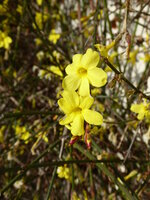 P1030286Winterjasmin.JPG