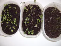 Lauc Kohlrabi Rotkohl 25 januar (1).webp