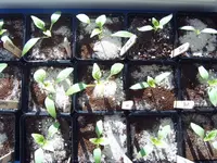 Paprika 25 Januar (2).webp