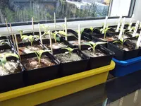 Paprika 25 Januar (3).webp