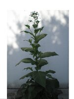 Nicotiana tabacum ´Hybr.´.JPG