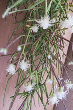 Rhipsalis pilocarpa.JPG