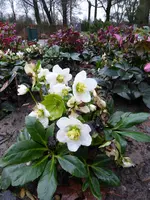 P1030173Schneerose Ice'N Roses Mary Marble.webp
