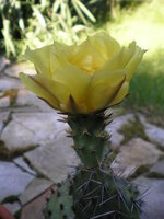 Opuntia howeyi.JPG